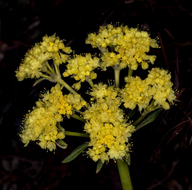 Eriogonum 18-9311.jpg